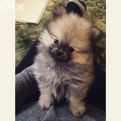 Pomeranian puppy SMALL orange