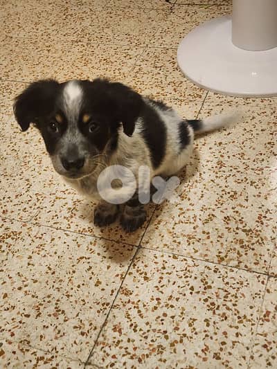 male puppy