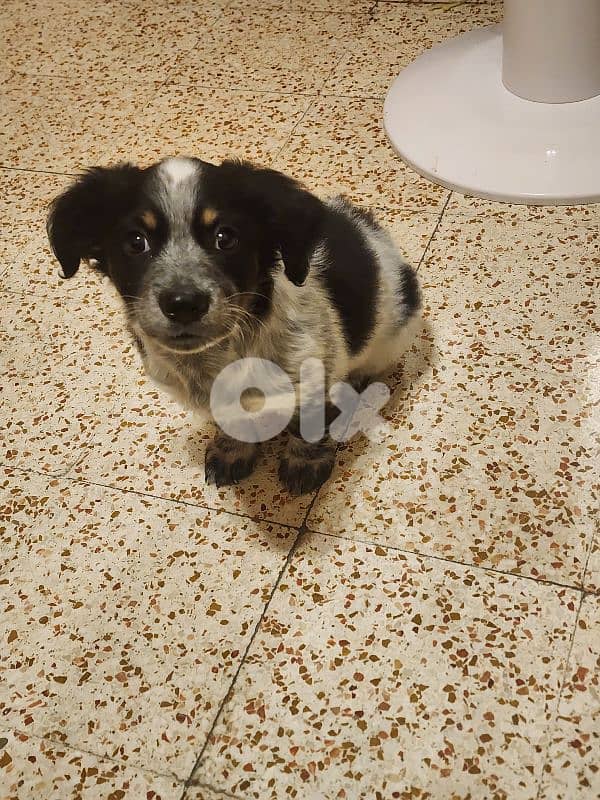 male puppy 1