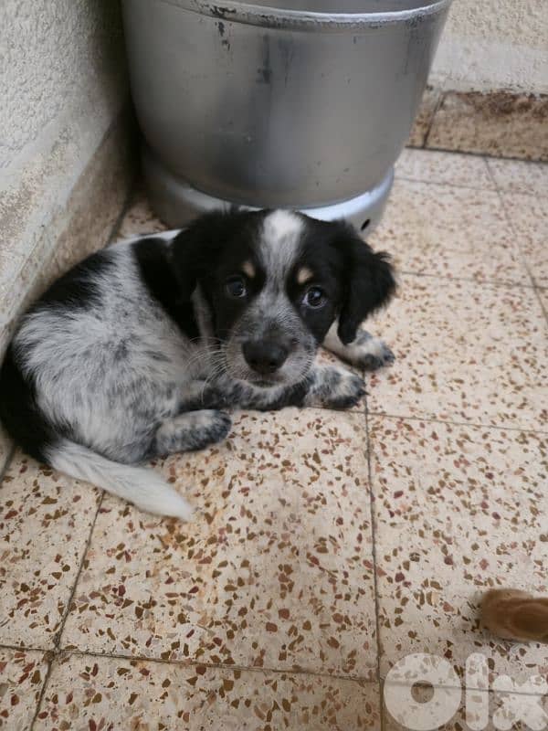 male puppy 2