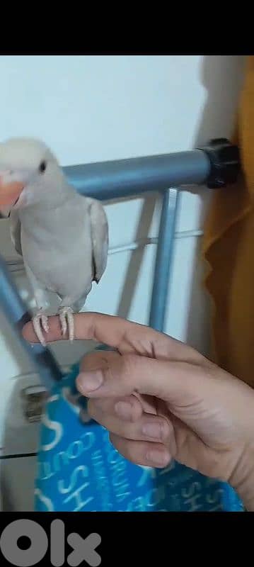 ببغاء دره اول كلامو اليف 1