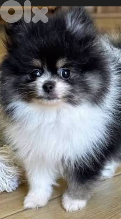 pomeranian