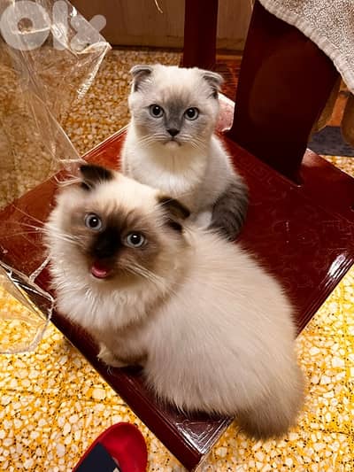 birman kitten with folded ears