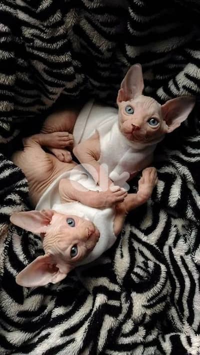 Sphynx Kitten Imported/ cat قطط