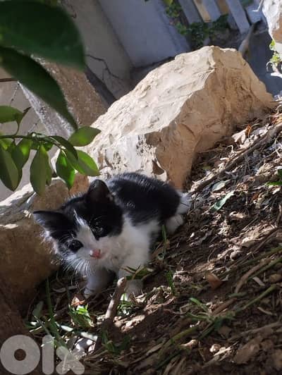 cats for sale