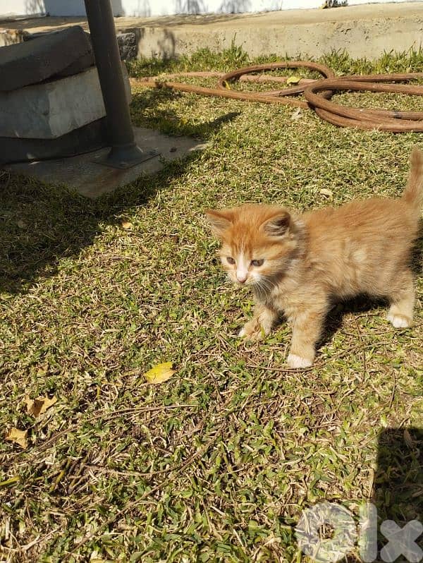 cats for sale 1