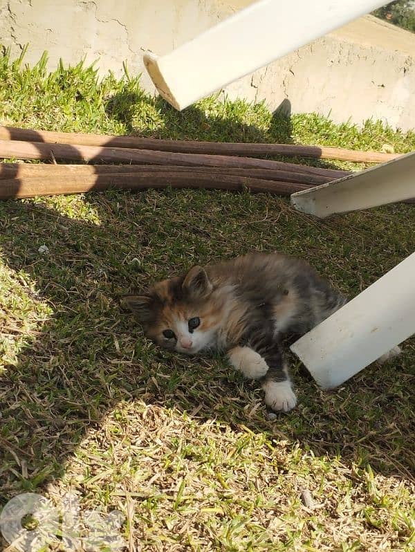 cats for sale 2