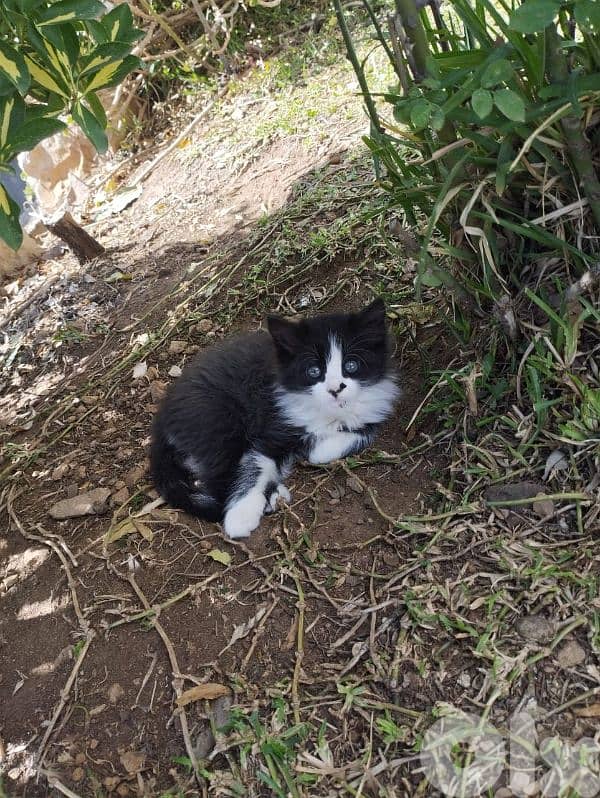 cats for sale 3