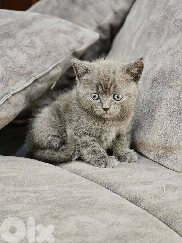 pure Scottish and British kittens HIGH QUALITY 1