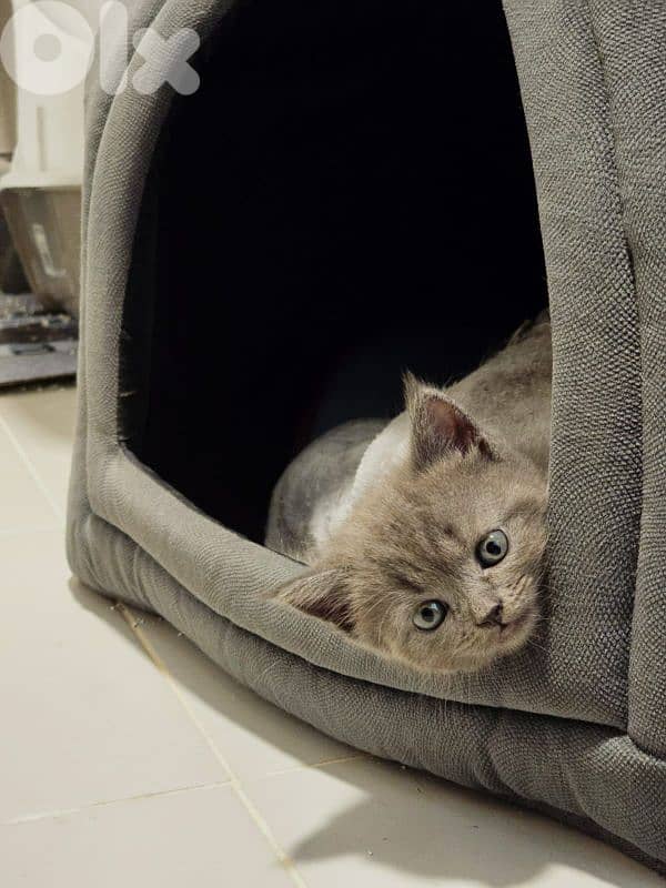 pure Scottish and British kittens HIGH QUALITY 2