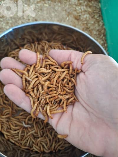 mealworm الدود القبابي