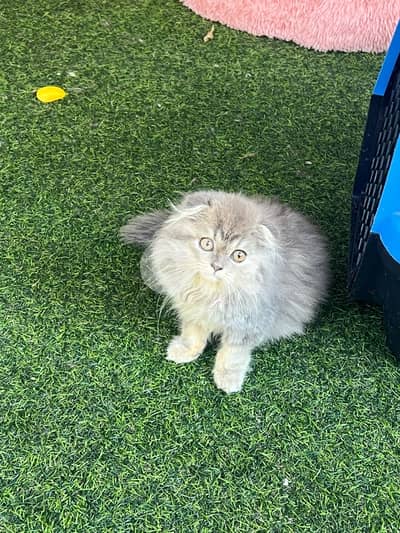 Scottish fold. gold chinchila