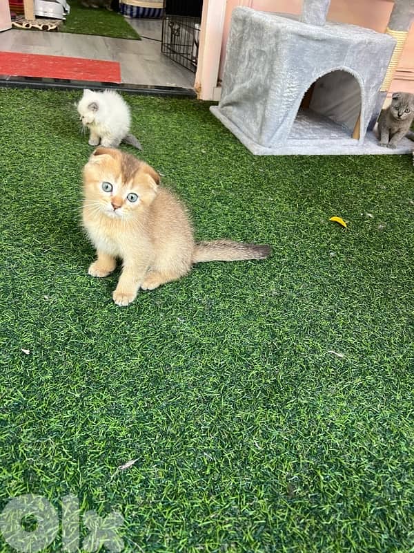 Scottish fold. gold chinchila 1