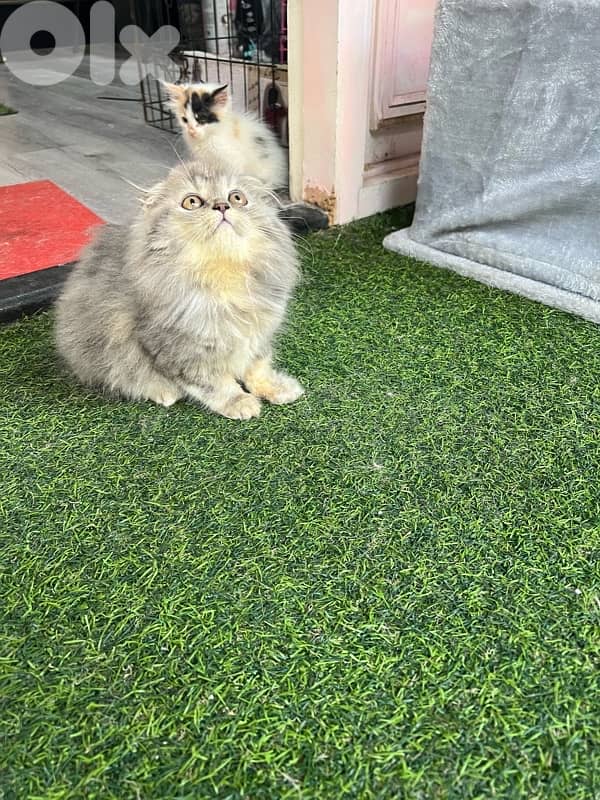 Scottish fold. gold chinchila 2