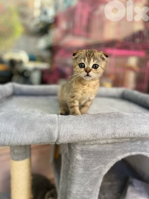 Scottish fold. gold chinchila 3