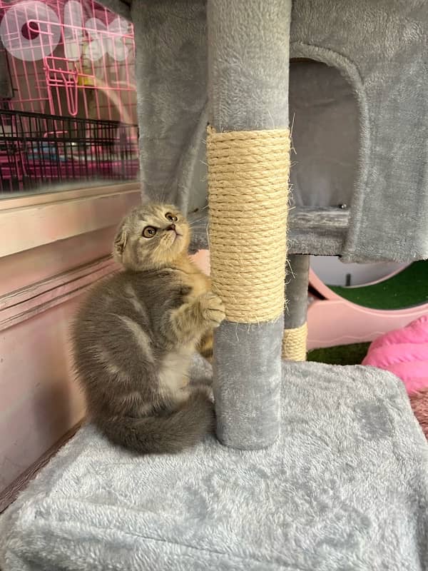 Scottish fold. gold chinchila 4