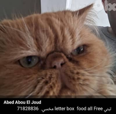 مخسي  free letter box food all Free