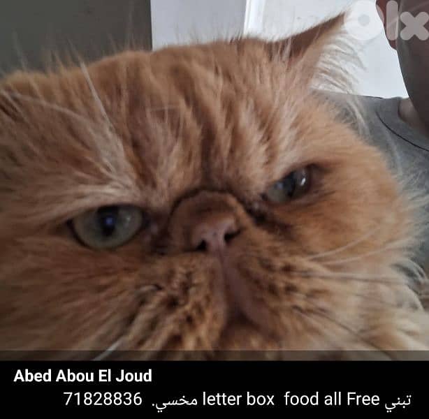 مخسي  free letter box food all Free 0