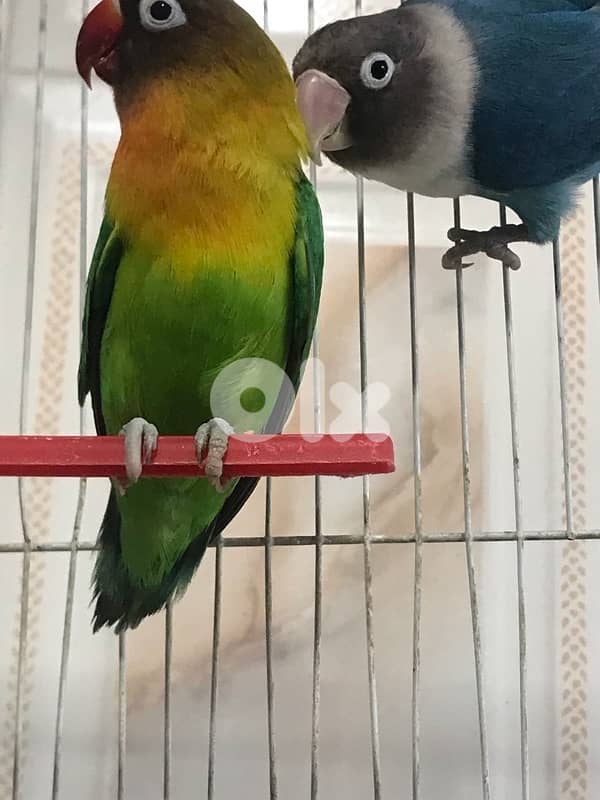ببغاء الدرة 2