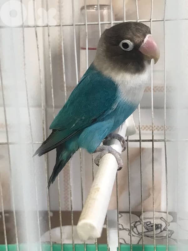 ببغاء الدرة 4