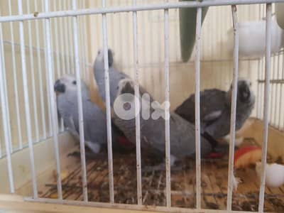 فراخ كاسكو تفقيس لبنان الحبه الكبيره