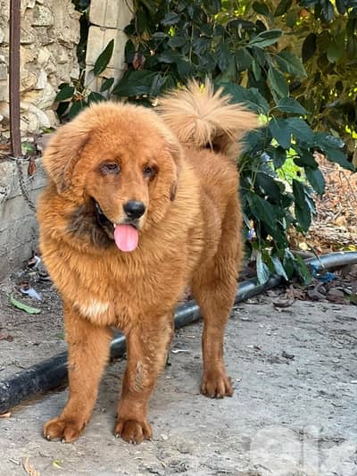 tibitan male for sale