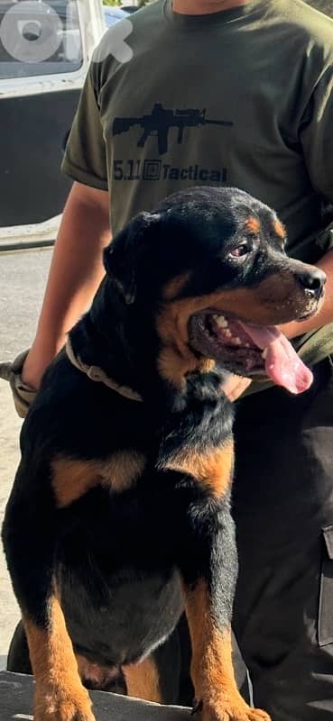 rottweiler