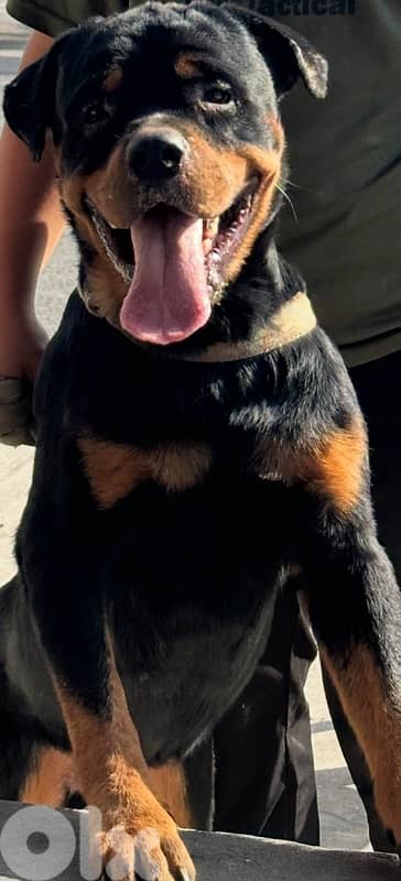 rottweiler