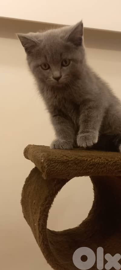 Adorable 2.5-Month-Old British Shorthair Kitten  – Healthy & Playful