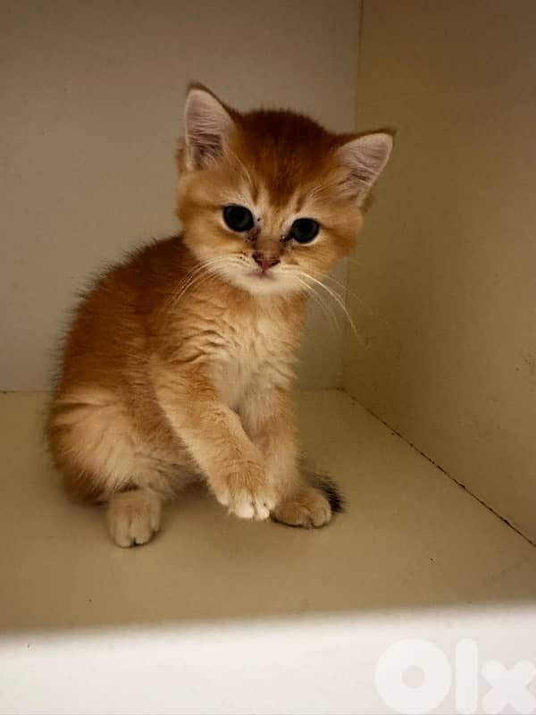 British golden black male 1