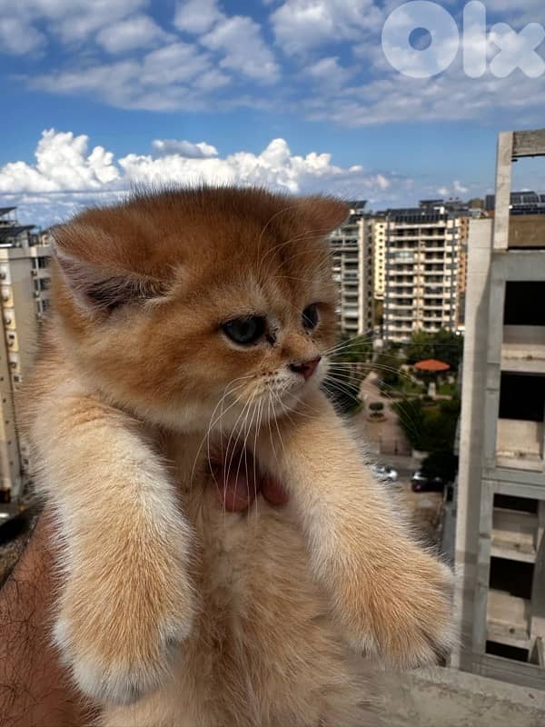 British golden black male 2