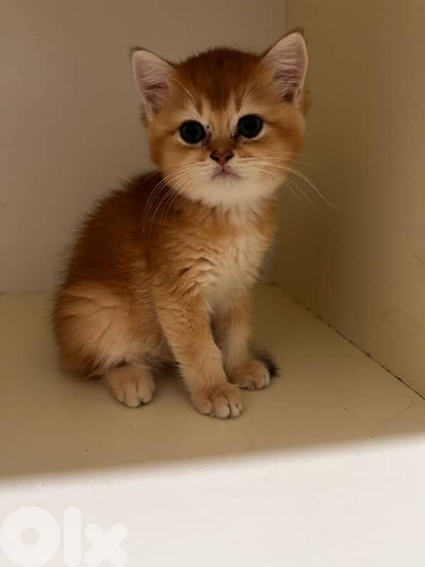 British golden black male 3