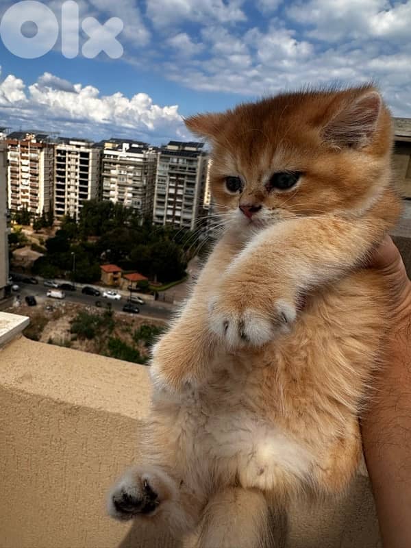 British golden black male 4