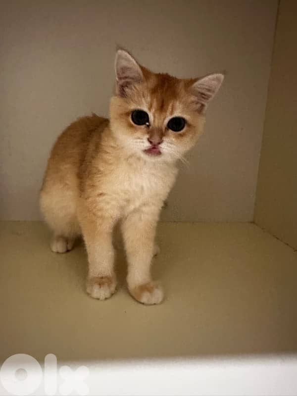 British golden black male 5