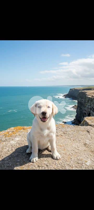 male lab  for sale 3 month old