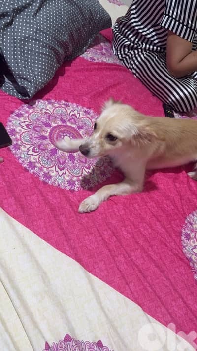 Dog for adoption
