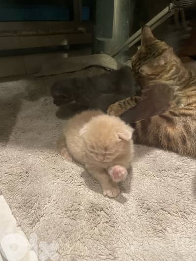 Scottish/bangal mix kittens for sale