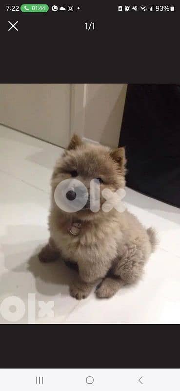 Chow Chow Puppies/ dog كلاب 0