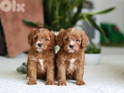 Cavapoo Puppies in store/ dog كلاب