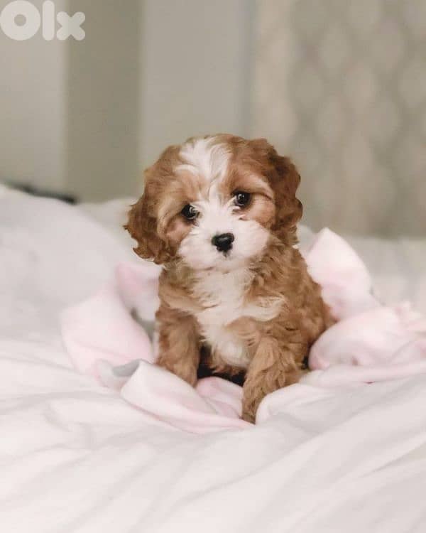 Special Cavapoo Puppies in store/ dog كلاب/ delivery 0