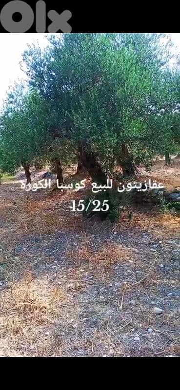 olive land