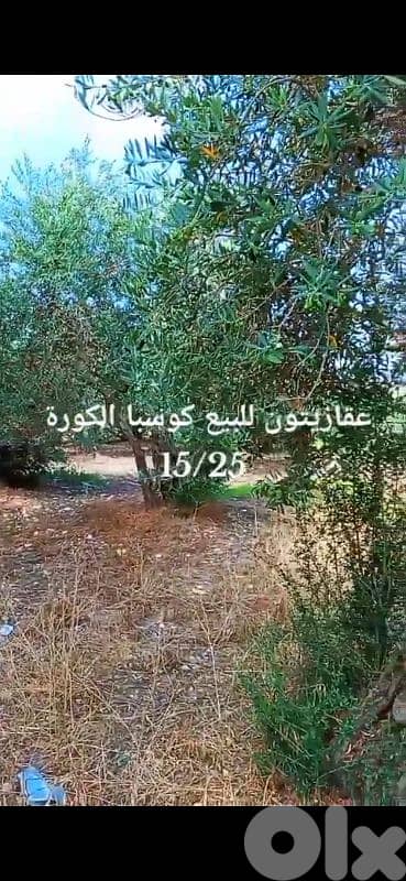 olive land 1
