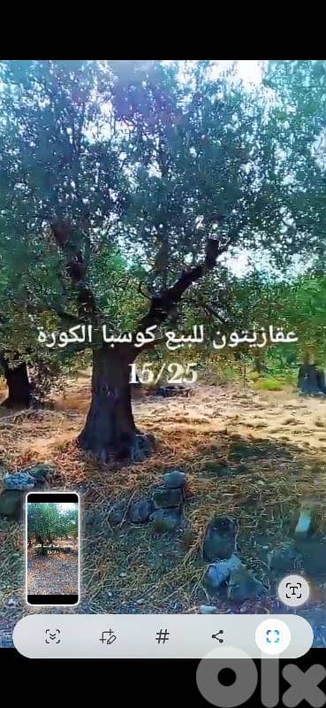 olive land 3