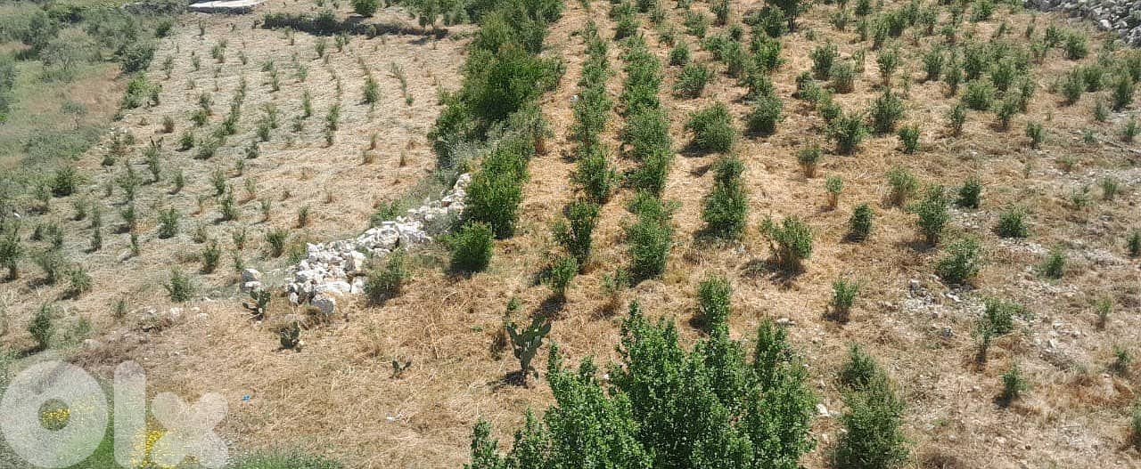 Land for sale in Bednayel-Koura  أرض للبيع في بدنايل-الكورة 0