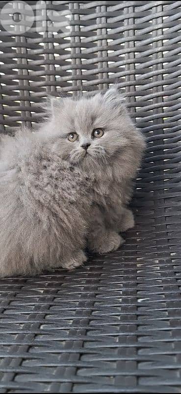 british shorthair scottish fold for sale