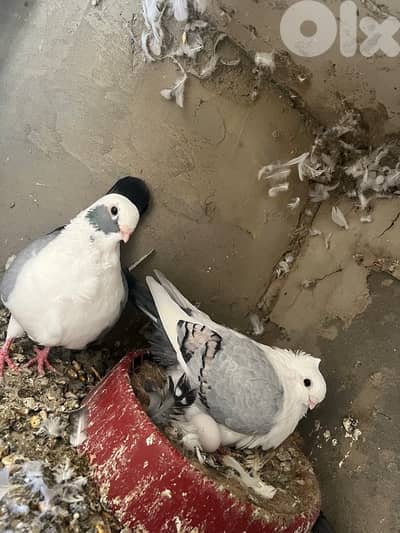 الجناح مقابل مستشفى الحكومي الحريري