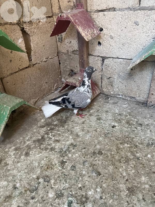 الجناح مقابل مستشفى الحكومي الحريري 6