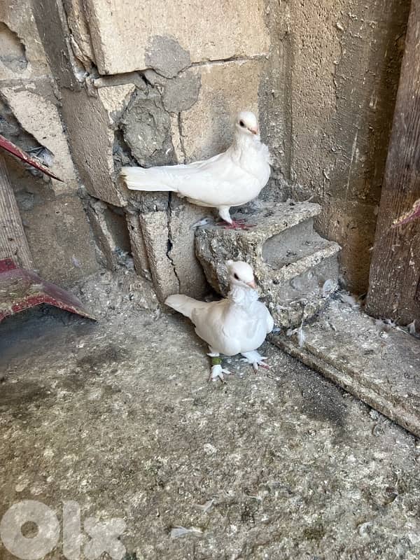 الجناح مقابل مستشفى الحكومي الحريري 8
