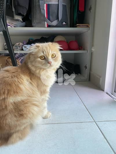 for adoption