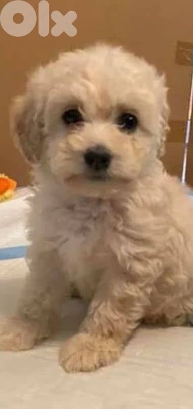 maltipoo 0